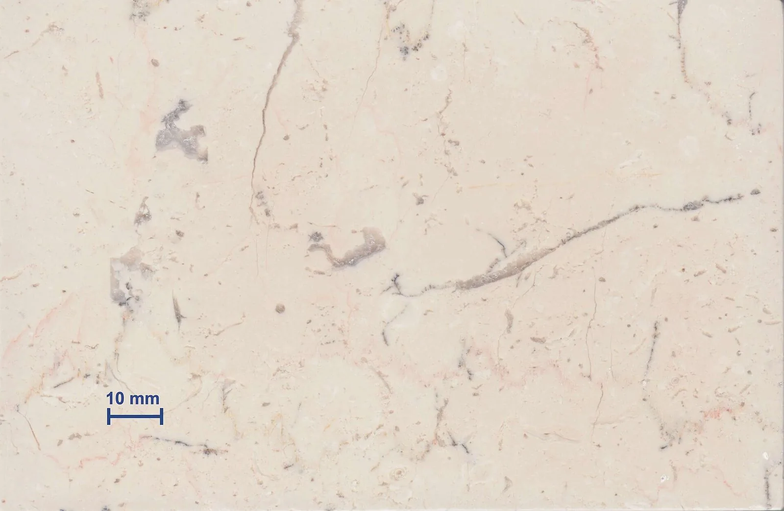Una lastra levigata di pietra di Trani vista da vicino: superficie color avorio con venature rosate e grigie e una barra di scala di 10 millimetri